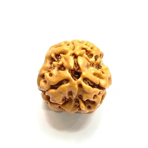 3 Mukhi Rudraksha-Nepali