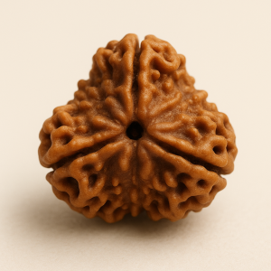 3 Mukhi Rudraksha-North Indian