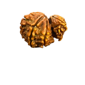 Garbh Gauri Rudraksha